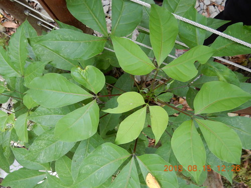 Crateva adansonii subsp. odora