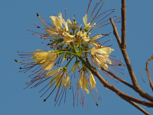Crateva adansonii