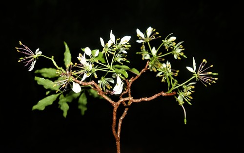 Crateva greveana