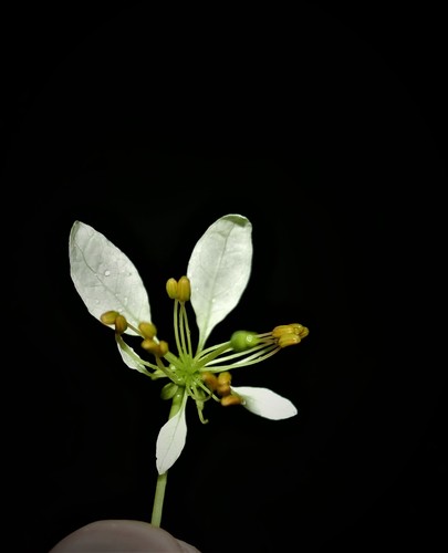 Crateva greveana