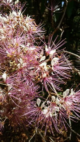 Crateva obovata