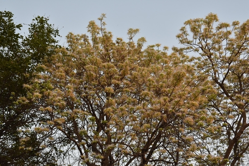 Crateva religiosa