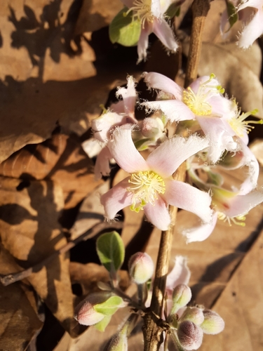 Cratoxylum formosum subsp. pruniflorum