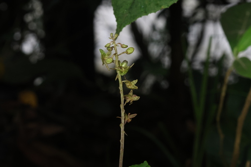 Crepidium acuminatum