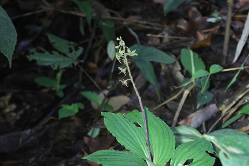 Crepidium acuminatum