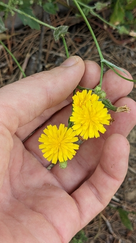 Crepis aspera