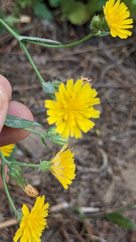 Crepis aspera