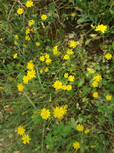 Crepis neglecta