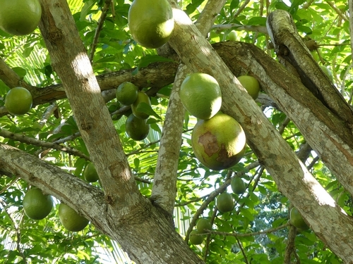 Crescentia cujete