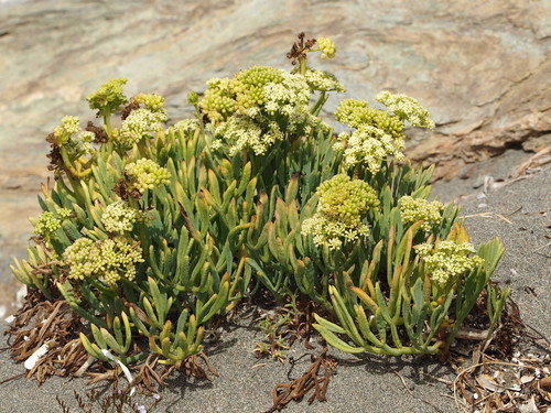 Crithmum maritimum