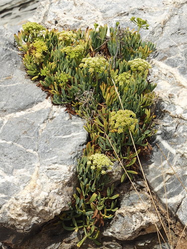 Crithmum maritimum
