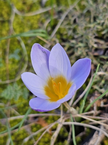 Crocus biflorus subsp. crewei