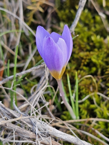 Crocus biflorus subsp. tauri