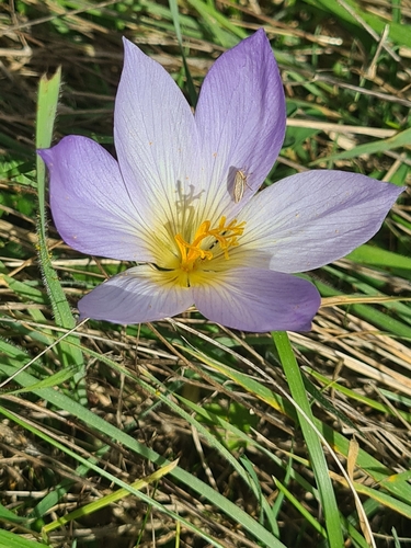 Crocus cancellatus