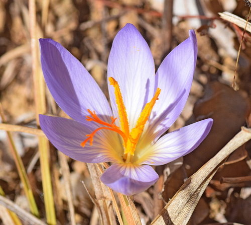 Crocus cancellatus