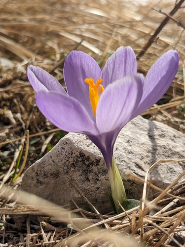 Crocus neapolitanus