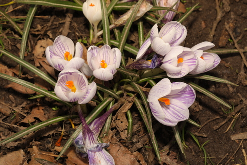 Crocus neapolitanus