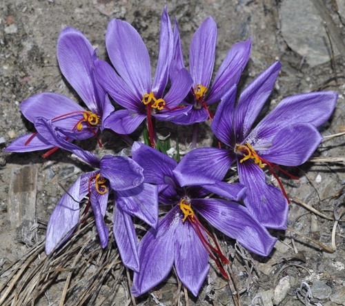 Crocus sativus