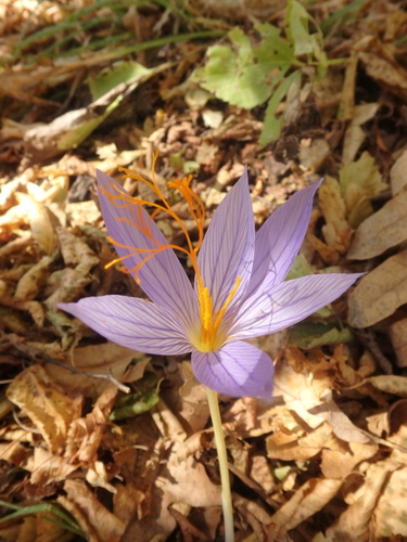 Crocus speciosus
