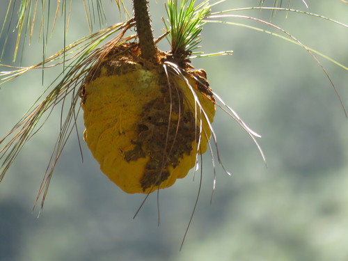 Cronartiaceae