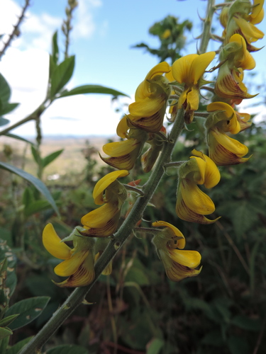 Crotalaria cleomifolia