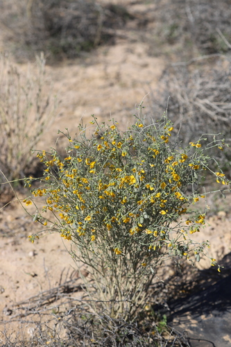 Crotalaria eremaea