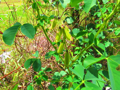 Crotalaria longirostrata