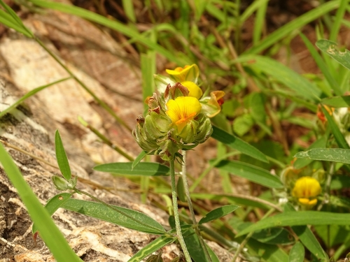 Crotalaria macrocalyx