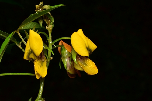 Crotalaria micans