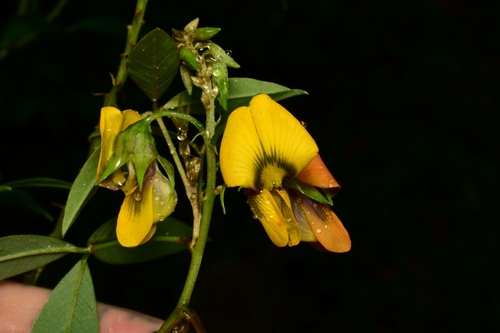 Crotalaria micans