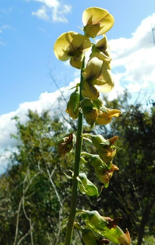 Crotalaria recta