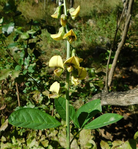 Crotalaria recta