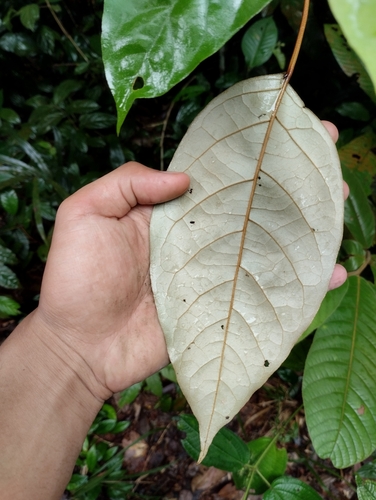 Croton argyratus