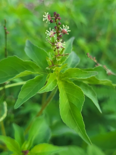 Croton lobatus
