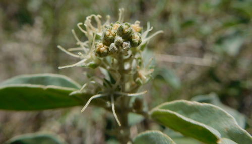 Croton pottsii