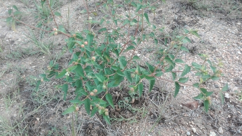 Croton trinitatis