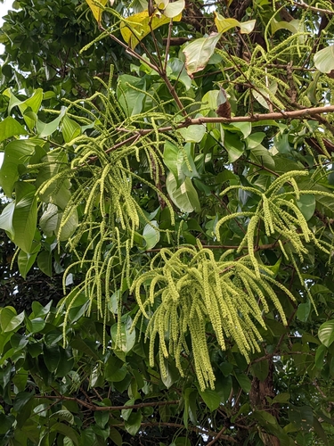 Crypteronia paniculata