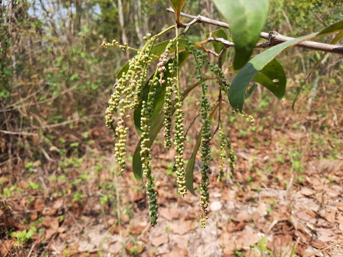 Penaeaceae