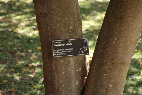 Cryptocarya latifolia