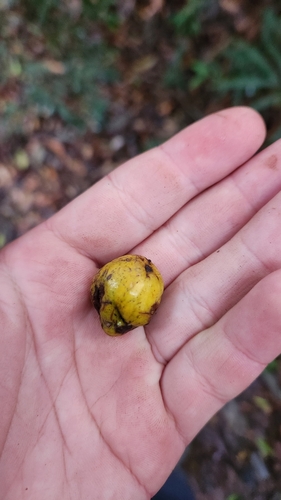 Cryptocarya moschata
