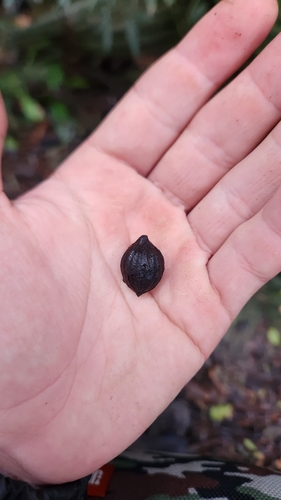 Cryptocarya moschata