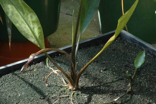 Cryptocoryne ciliata