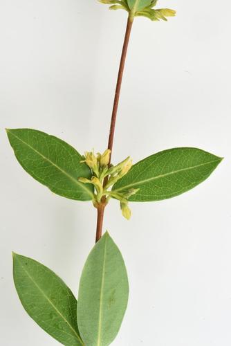 Cryptolepis oblongifolia