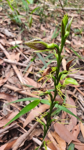 Cryptostylis erecta