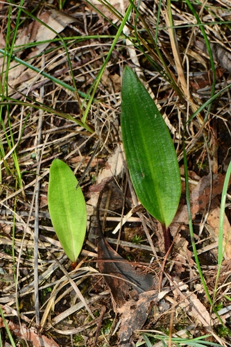 Cryptostylis subulata