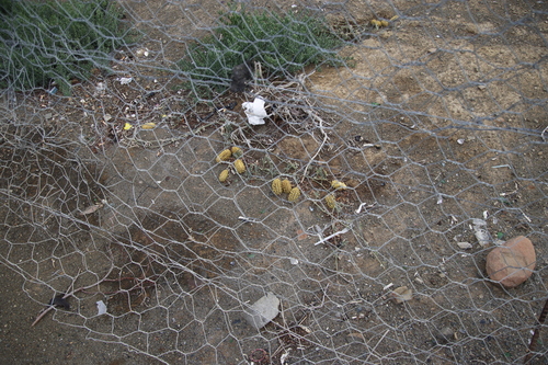 Cucumis africanus