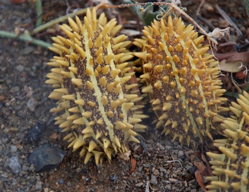 Cucumis africanus
