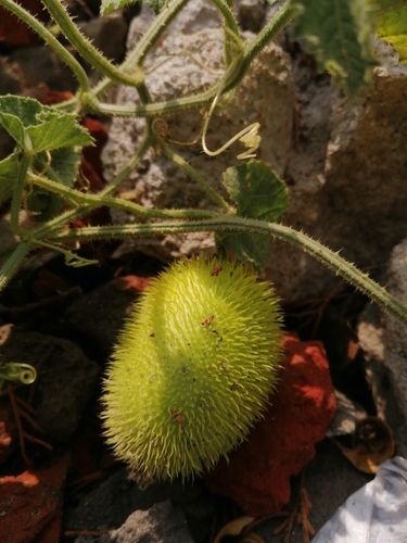 Cucumis dipsaceus