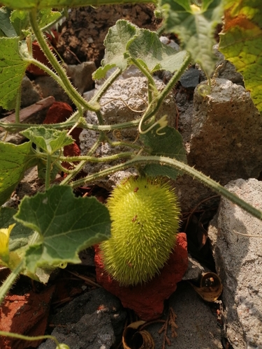 Cucumis dipsaceus