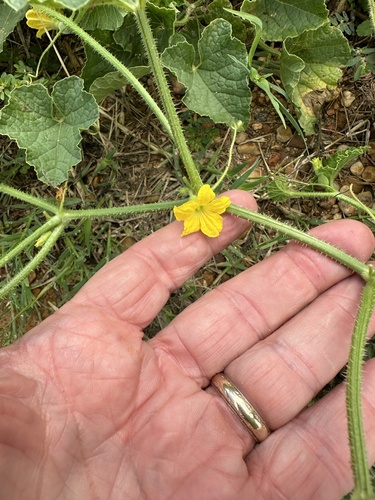 Cucumis dudaim